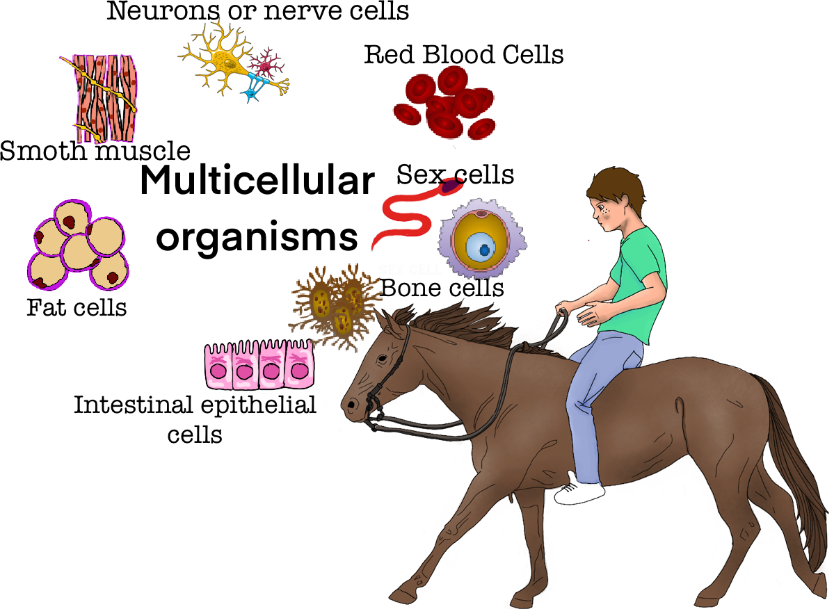 Multicellular organisms are those that are made up of more than one cell
