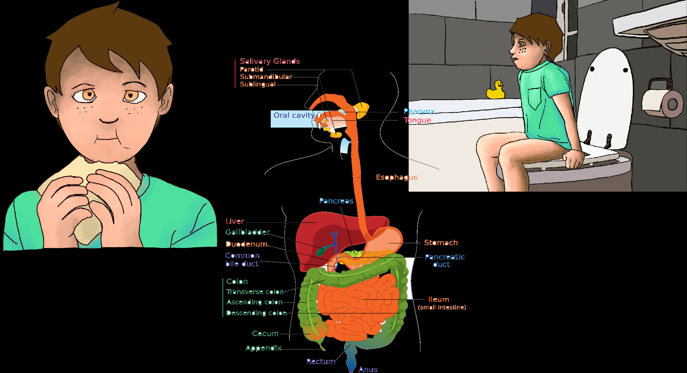 The Digestion System