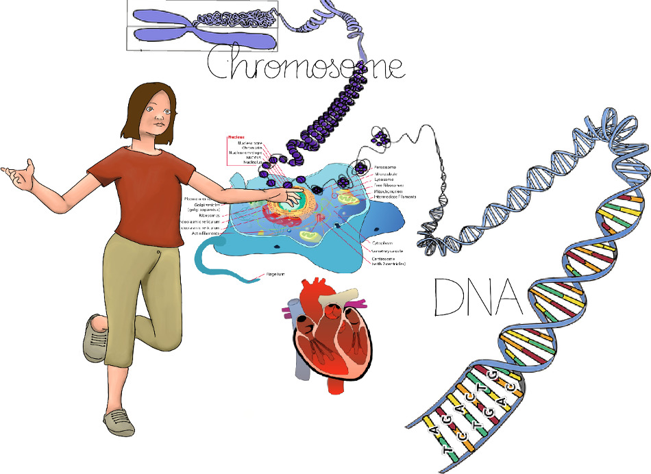 Eukaryotic cells have a true nucleus, which means the cell’s DNA is surrounded by a membrane.