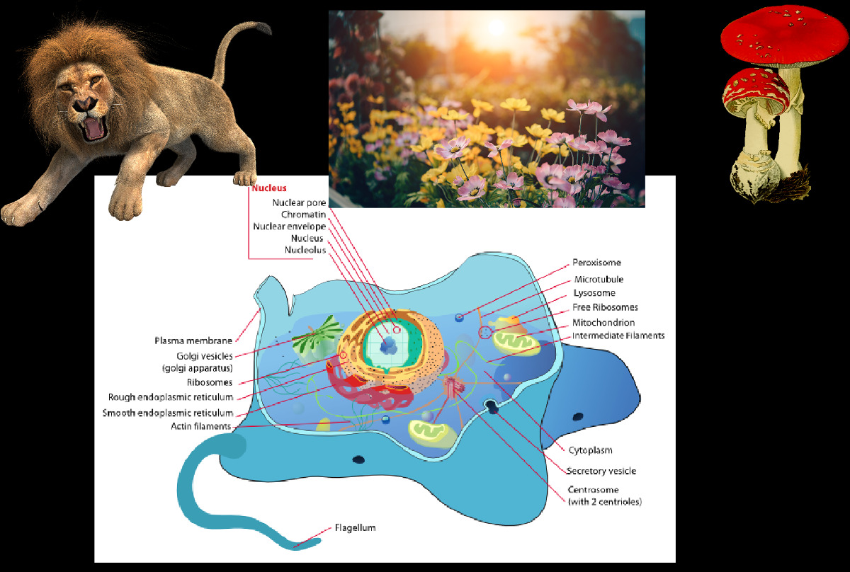 Biology is the most powerful technology ever created. DNA is software, protein are hardware, cells are factories, Arvind Gupta