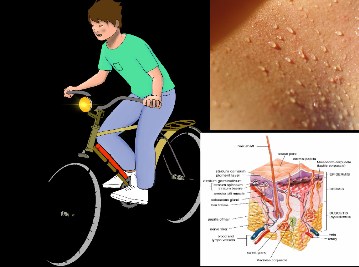 The Integumentary System
