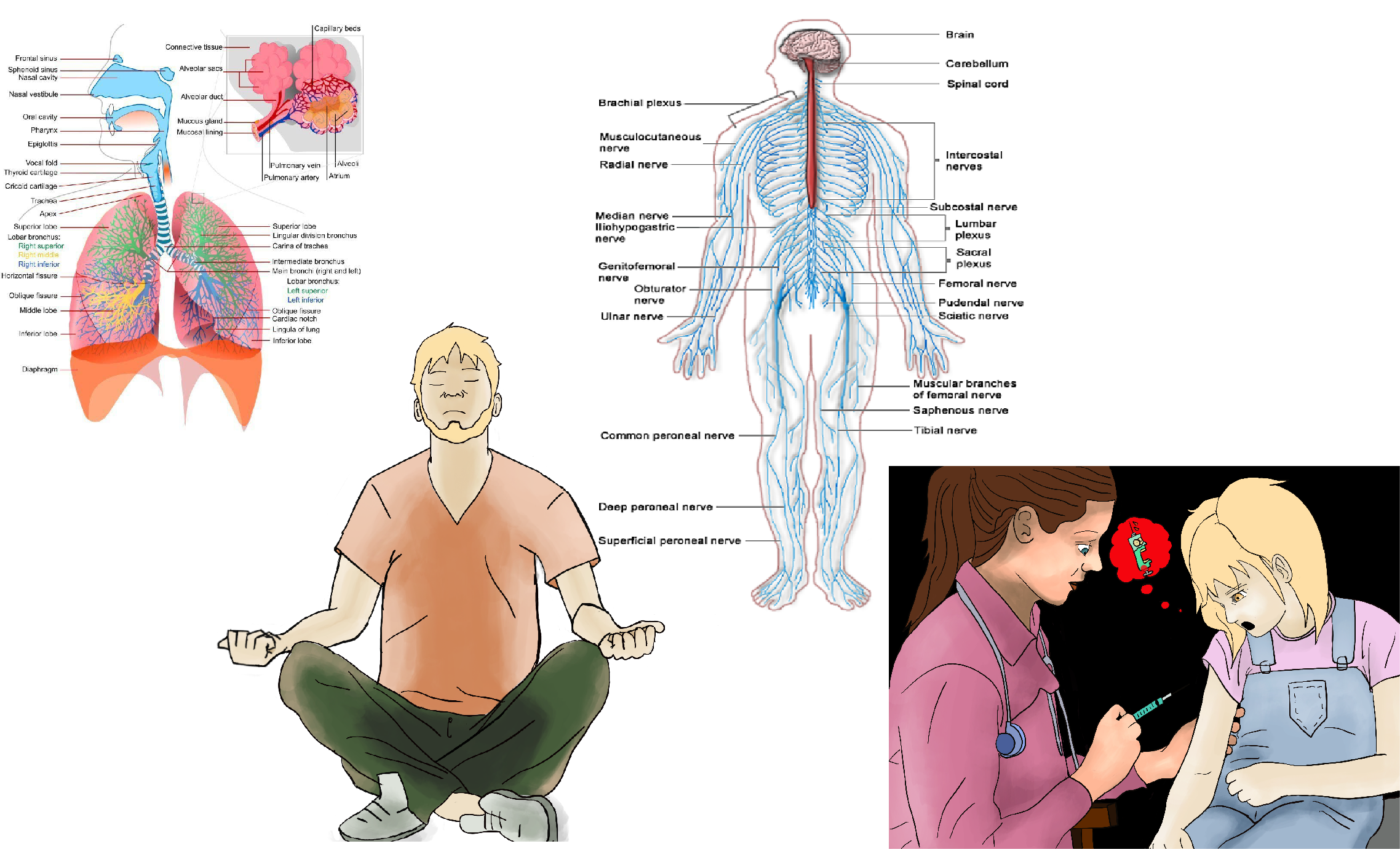 The Respiratory System