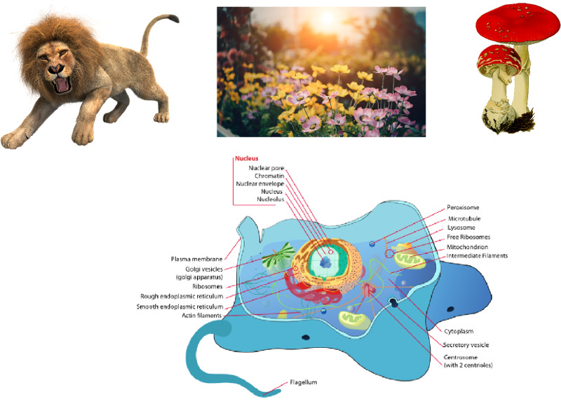Estructura de las células