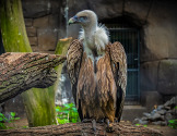 A vulture
